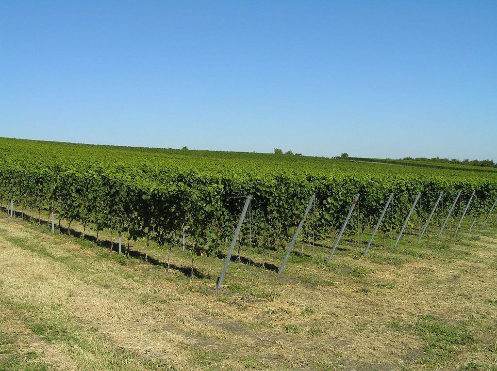 Vinarsky Penzion Strachotice Exterior foto